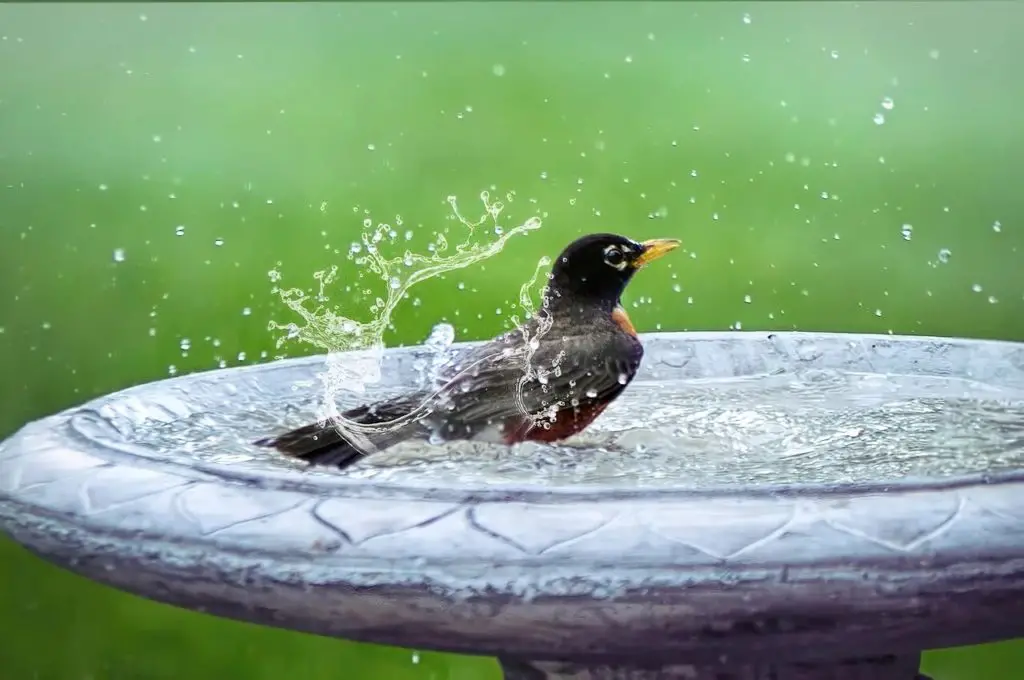Comment donner un bain à votre oiseau ? Instructions faciles Soins
