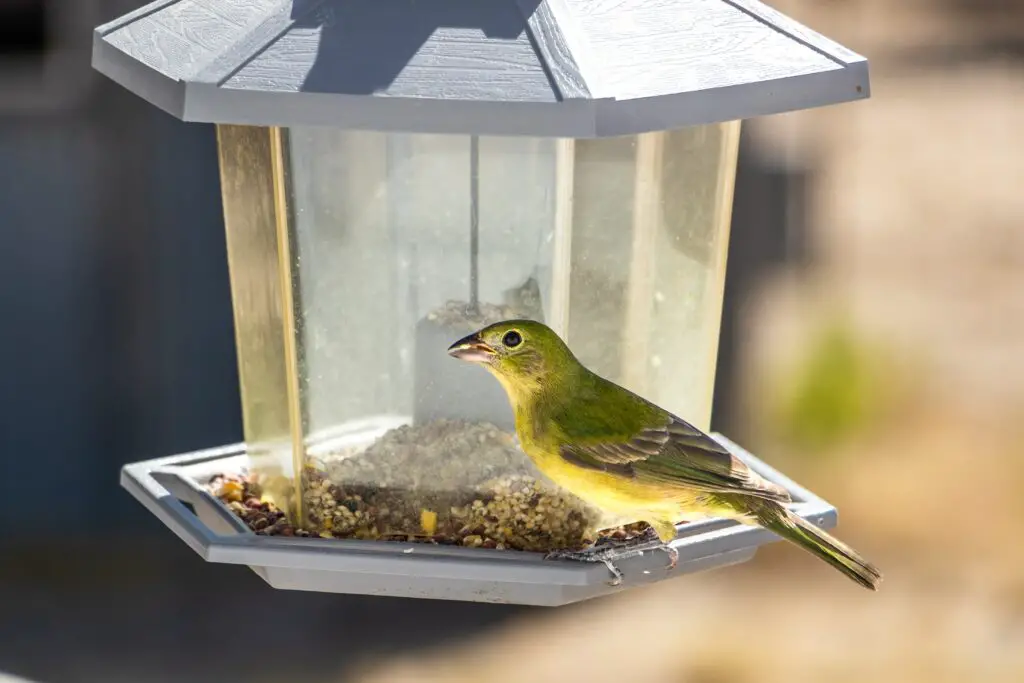 Les meilleures mangeoires pour oiseaux de compagnie – Soins Animaux